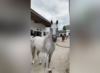 Deutsches Reitpony, Stute, 17 Jahre, 146 cm, Fliegenschimmel
