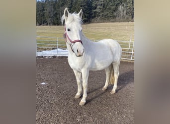 Deutsches Reitpony Mix, Stute, 17 Jahre, 146 cm, Schimmel