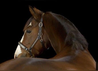 Deutsches Reitpony, Stute, 17 Jahre, 147 cm, Brauner