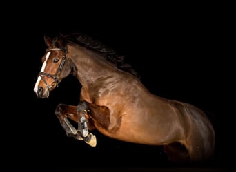 Deutsches Reitpony, Stute, 17 Jahre, 147 cm, Brauner