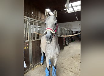 Deutsches Reitpony, Stute, 17 Jahre, 147 cm, Fliegenschimmel