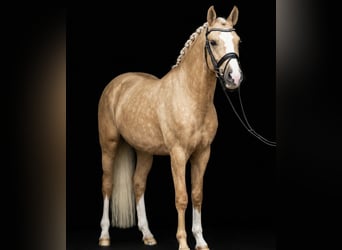 Deutsches Reitpony, Stute, 17 Jahre, 147 cm, Palomino