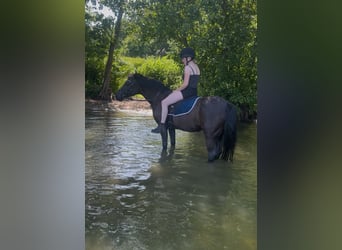 Deutsches Reitpony, Stute, 17 Jahre, 147 cm, Rappe