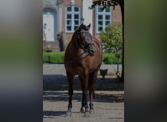 Deutsches Reitpony, Stute, 17 Jahre, 147 cm, Rappe