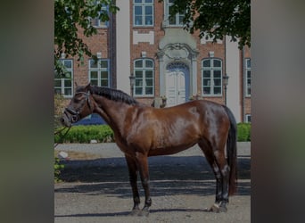 Deutsches Reitpony, Stute, 17 Jahre, 147 cm, Rappe