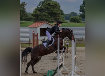 Deutsches Reitpony, Stute, 17 Jahre, 147 cm, Rappe