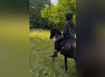 Deutsches Reitpony, Stute, 17 Jahre, 147 cm, Rappe