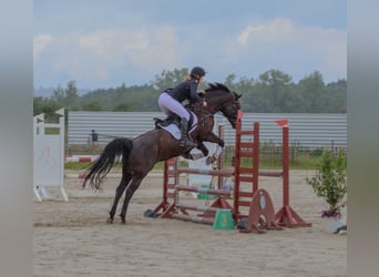 Deutsches Reitpony, Stute, 17 Jahre, 147 cm, Rappe