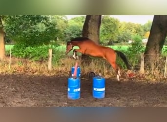 Deutsches Reitpony, Stute, 17 Jahre, 148 cm, Brauner