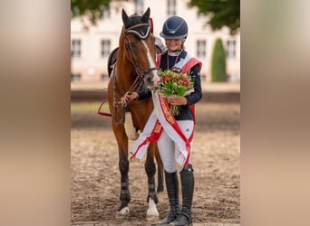 Deutsches Reitpony, Stute, 17 Jahre, 148 cm, Brauner