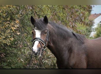 Deutsches Reitpony, Stute, 17 Jahre, 148 cm, Dunkelbrauner