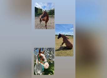 Deutsches Reitpony, Stute, 17 Jahre, 148 cm, Fuchs