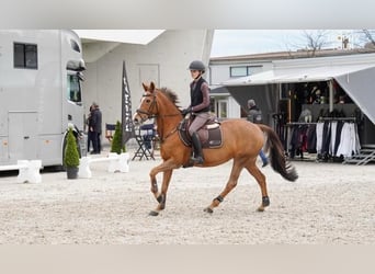 Deutsches Reitpony, Stute, 17 Jahre, 148 cm, Fuchs