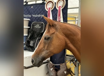 Deutsches Reitpony, Stute, 17 Jahre, 148 cm, Fuchs