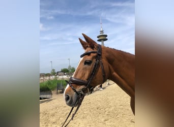 Deutsches Reitpony, Stute, 17 Jahre, 148 cm, Fuchs