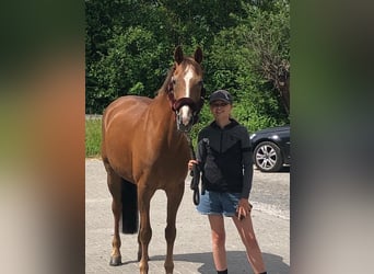 Deutsches Reitpony, Stute, 17 Jahre, 148 cm, Fuchs