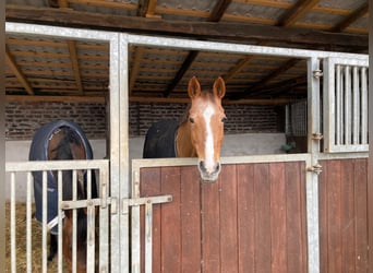 Deutsches Reitpony, Stute, 17 Jahre, 148 cm, Fuchs