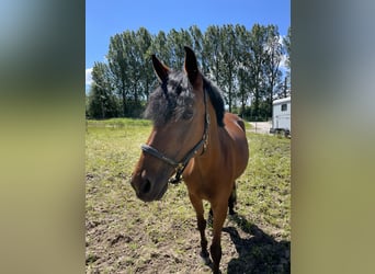 Deutsches Reitpony, Stute, 17 Jahre, 149 cm, Brauner