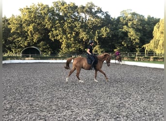 Deutsches Reitpony, Stute, 17 Jahre, 149 cm, Fuchs