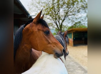 Deutsches Reitpony, Stute, 17 Jahre, 152 cm, Brauner