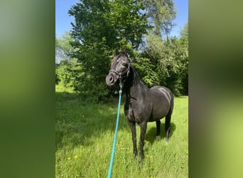 Deutsches Reitpony, Stute, 18 Jahre, 136 cm, Rappe