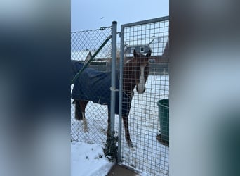 Deutsches Reitpony, Stute, 18 Jahre, 137 cm