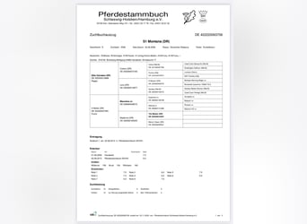 Deutsches Reitpony, Stute, 18 Jahre, 139 cm, Dunkelbrauner