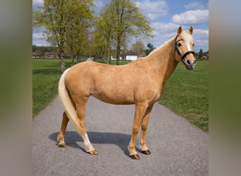 Deutsches Reitpony, Stute, 18 Jahre, 140 cm, Palomino