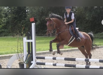 Deutsches Reitpony, Stute, 18 Jahre, 142 cm, Brauner