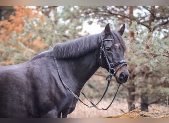 Deutsches Reitpony Mix, Stute, 18 Jahre, 142 cm, Dunkelbrauner