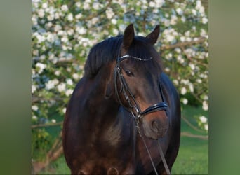 Deutsches Reitpony, Stute, 18 Jahre, 143 cm, Brauner