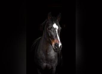 Deutsches Reitpony, Stute, 18 Jahre, 143 cm, Brauner