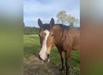 Deutsches Reitpony, Stute, 18 Jahre, 143 cm, Brauner