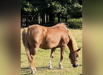 Deutsches Reitpony Mix, Stute, 18 Jahre, 143 cm, Fuchs