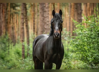 Deutsches Reitpony, Stute, 18 Jahre, 145 cm, Dunkelbrauner