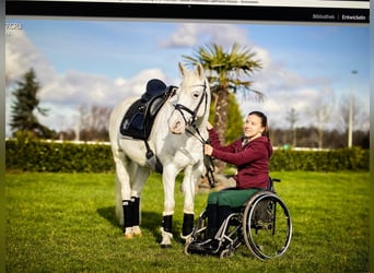 Deutsches Reitpony, Stute, 18 Jahre, 146 cm