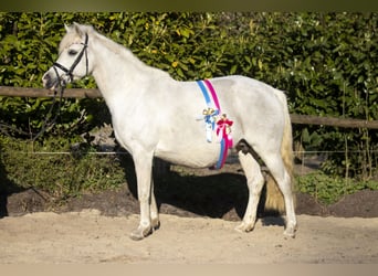 Deutsches Reitpony, Stute, 18 Jahre, 146 cm, Schimmel