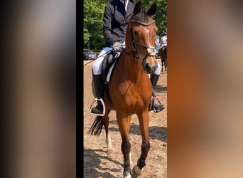 Deutsches Reitpony, Stute, 18 Jahre, 147 cm, Dunkelbrauner