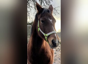 Deutsches Reitpony, Stute, 18 Jahre, 147 cm, Dunkelbrauner