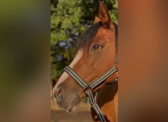 Deutsches Reitpony, Stute, 18 Jahre, 148 cm, Brauner