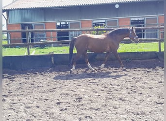 Deutsches Reitpony, Stute, 18 Jahre, 148 cm, Fuchs