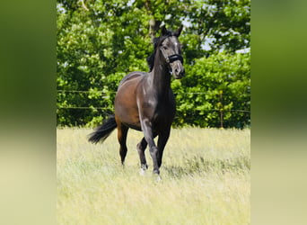 Deutsches Reitpony, Stute, 18 Jahre, 148 cm, Rappe