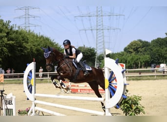 Deutsches Reitpony, Stute, 18 Jahre, 149 cm, Dunkelfuchs