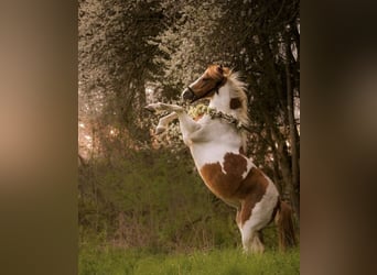 Deutsches Reitpony, Stute, 19 Jahre, 125 cm, Schecke