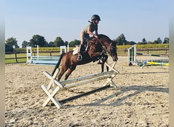 Deutsches Reitpony, Stute, 19 Jahre, 129 cm, Brauner