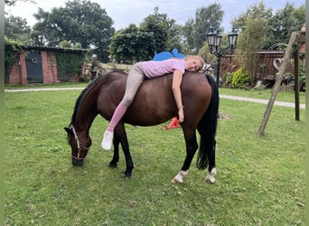 Deutsches Reitpony, Stute, 19 Jahre, 129 cm, Brauner