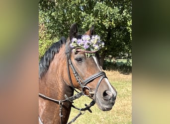 Deutsches Reitpony, Stute, 19 Jahre, 129 cm, Brauner