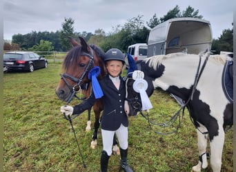 Deutsches Reitpony, Stute, 19 Jahre, 137 cm, Brauner