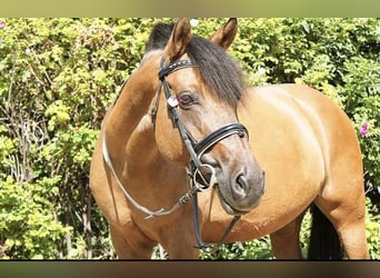 Deutsches Reitpony, Stute, 19 Jahre, 144 cm