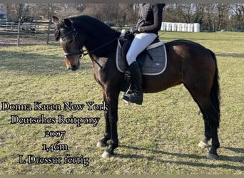 Deutsches Reitpony, Stute, 19 Jahre, 146 cm, Brauner